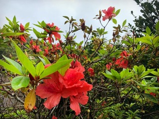 72C21D28-431D-4354-B0B7-259D727BEF3A.jpeg