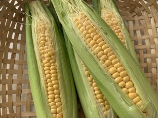 IMG_8885.jpeg